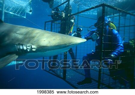 Australia, Close-Up Side View Bronze Whaler And Divers In Cage (Carcharhinus Brachyurus) B2027 View Large Photo Image Stock Photography - Australia, Close-Up Side View Bronze Whaler And Divers In Cage (Carcharhinus Brachyurus) B2027. Fotosearch