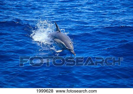 Stock Photo - Australia, Common Dolphin (Delphinus Delphis) Leaps Of Water C1984. Fotosearch