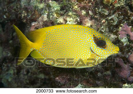 Stock Image - Australia, Coral Rabbitfish (Siganus Corallinus) Side View Yellow With Blue Spots. Fotosearch