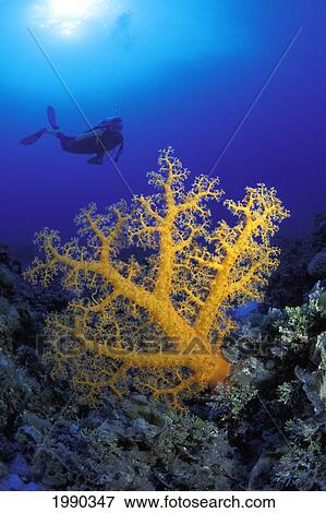 Australia, Coral Sea, Alcyonarian Coral Dominates This Reef Scene With A Diver View Large Photo Image Stock Photo - Australia, Coral Sea, Alcyonarian Coral Dominates This Reef Scene With A Diver. Fotosearch