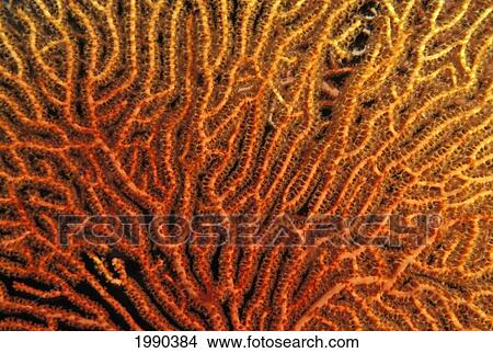 Australia, Coral Sea Fan, Close-Up Bright Orange And Yellow Branches. View Large Photo Image Picture - Australia, Coral Sea Fan, Close-Up Bright Orange And Yellow Branches.. Fotosearch