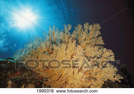 Australia, Coral Sea, View Of Sea Fan Coral. Surface And Sunburst In Background. View Large Photo Image Stock Photo - Australia, Coral Sea, View Of Sea Fan Coral. Surface And Sunburst In Background.. Fotosearch