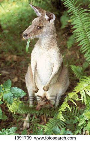 Australia, Eastern Great Kangaroo (Macropus Giganteus) Mother & Joey View Large Photo Image Stock Photo - Australia, Eastern Great Kangaroo (Macropus Giganteus) Mother & Joey. Fotosearch