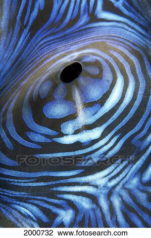 Australia, Exhaust Opening Of Giant Tridacna Clam, (Tridacna Gigas) View Large Photo Image Stock Image - Australia, Exhaust Opening Of Giant Tridacna Clam, (Tridacna Gigas). Fotosearch