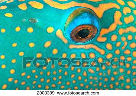 Stock Photo - Australia, Extreme Close-Up Eye Of Bicolor Parrotfish (Cetoscarus Bicolor). Fotosearch