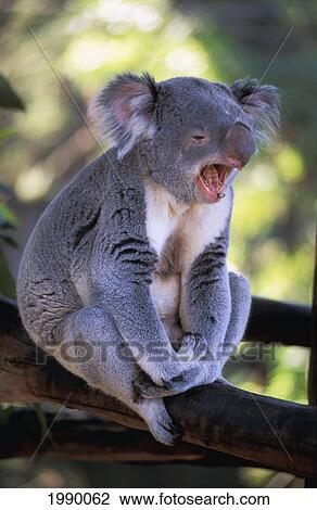 Stock Image - Australia, Full Body Of Koala (Mouth Open) In Tree Against Blurry Green.. Fotosearch