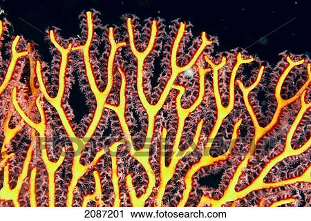 Stock Image - Australia, Gorgonian coral fan close-up detail. Fotosearch