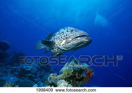 Stock Photo - Australia, Great Barrier Reef, Potato Cod B1946. Fotosearch