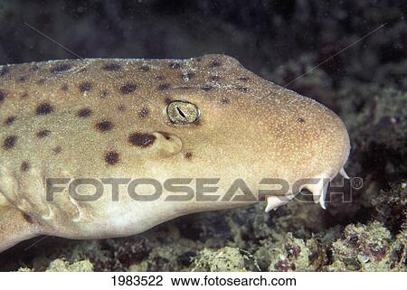 Stock Image - Australia, Great Barrier Reef, Ocellated Epaulette Shark (Hemiscyllium Ocellatum).. Fotosearch