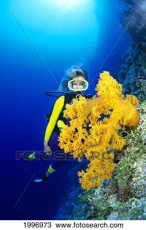 Australia, Great Barrier Reef, Woman Diver And Alcyonarian Coral, Colorful Scene Sunburst A81H View Large Photo Image Stock Image - Australia, Great Barrier Reef, Woman Diver And Alcyonarian Coral, Colorful Scene Sunburst A81H. Fotosearch