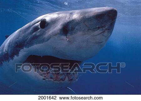 Stock Image - Australia, Great White Shark Mouth Open Teeth Jaws' Face Underwater (Carcharodon Carcharias) Spencer Gulf. Fotosearch