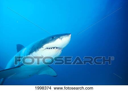 Australia, Great White Shark White Pointer (Carcharodon Carcharias) Portrait B2016 View Large Photo Image Picture - Australia, Great White Shark White Pointer (Carcharodon Carcharias) Portrait B2016. Fotosearch
