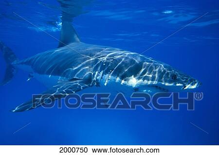 Australia, Great White Shark White Pointer Near Surface (Carcharodon Carcharias) C2054 View Large Photo Image Stock Image - Australia, Great White Shark White Pointer Near Surface (Carcharodon Carcharias) C2054. Fotosearch