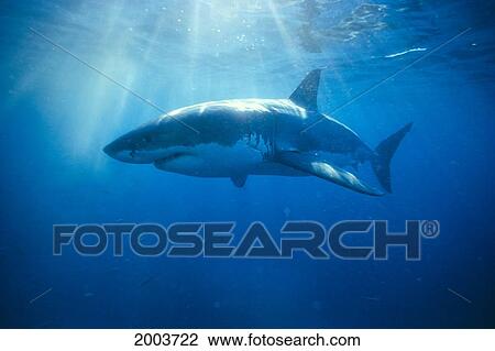 Australia, Great White Shark, White Pointer (Carcharodon Carcharias) Sun Rays C2063 View Large Photo Image Stock Image - Australia, Great White Shark, White Pointer (Carcharodon Carcharias) Sun Rays C2063. Fotosearch