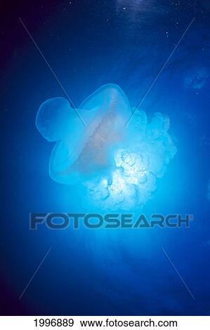 Stock Photo - Australia, Jellyfish Illuminated By Sunburst A88J. Fotosearch
