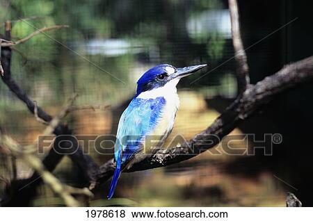 Australia, Kingfisher (Halcyon Sp? ), Perched On A Branch. View Large Photo Image Stock Photo - Australia, Kingfisher (Halcyon Sp? ), Perched On A Branch.. Fotosearch