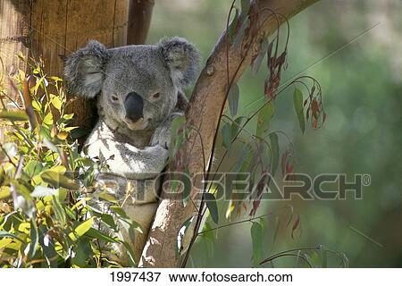 Australia, Koala Sitting In Tree, Afternoon Light A54A View Large Photo Image Stock Photo - Australia, Koala Sitting In Tree, Afternoon Light A54A. Fotosearch