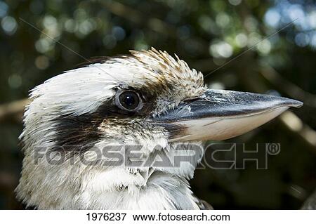 Stock Photo - Australia, Kookaburra (Dacelo Navaguinae), Close-Up Of Face.. Fotosearch