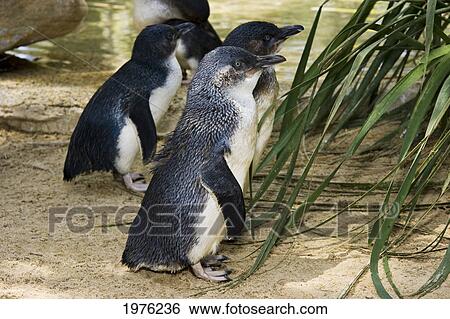 Stock Photograph - Australia, Little Penguins (Eudyptuca Minor). Standing On Sandy Shore With Foliage.. Fotosearch