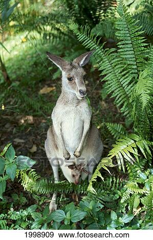 Stock Photo - Australia, Mother And Joey, Easter Gray Kangaroo (Macropus Giganteus) B1735. Fotosearch