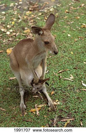 Australia, Mother And Joey, Easter Great Kangaroo (Macropus Giganteus). View Large Photo Image Stock Photo - Australia, Mother And Joey, Easter Great Kangaroo (Macropus Giganteus).. Fotosearch