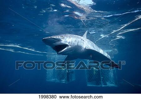 Australia, North Neptune Island, Bronze Whaler Shark (Charcharinus Brachyurus) Divers In Cage B2033 View Large Photo Image Stock Image - Australia, North Neptune Island, Bronze Whaler Shark (Charcharinus Brachyurus) Divers In Cage B2033. Fotosearch