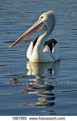 Stock Photography - Australia, Pelican Swimming On Calm, Reflective Water. Fotosearch