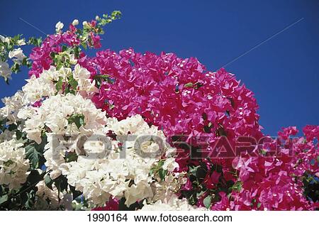 Australia, Pink And White Bougainvillea, Close-Up View Large Photo Image Picture - Australia, Pink And White Bougainvillea, Close-Up. Fotosearch