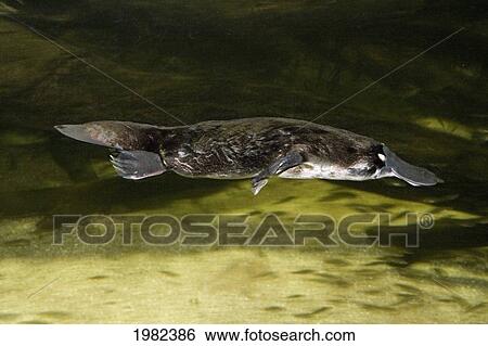Stock Photograph - Australia, Platypus swimming just above the bottom. Fotosearch