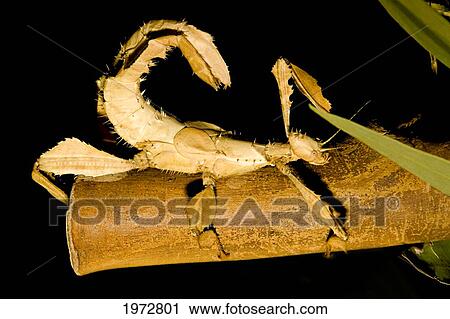 Australia, Queensland, Female Macleays Spectre Stick Insect (Extatosoma Tiaratum), Grow Up To 15 Cm (6 Inches) And Do Not Fly. View Large Photo Image Stock Image - Australia, Queensland, Female Macleays Spectre Stick Insect (Extatosoma Tiaratum), Grow Up To 15 Cm (6 Inches) And Do Not Fly.. Fotosearch