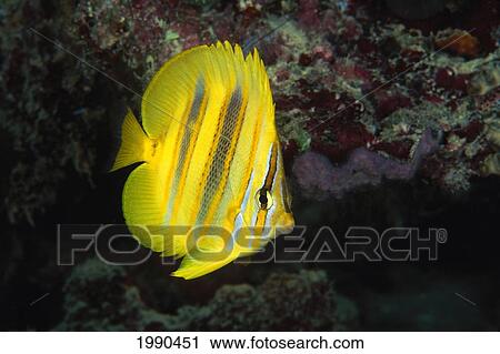 Australia, Rainford's Butterflyfish, Chaetodon Rainfordi, Found In Sparse Coral View Large Photo Image Stock Image - Australia, Rainford's Butterflyfish, Chaetodon Rainfordi, Found In Sparse Coral. Fotosearch