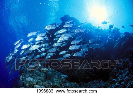 Stock Image - Australia, Schooling Bigeye Trevally, Sunburst In Background (Caranx Sexsfasciatus) A85G. Fotosearch