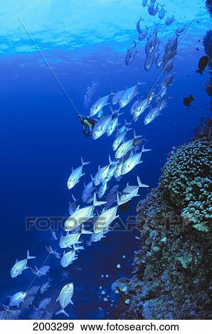 Stock Photo - Australia, Schooling Bigeye Trevally, Diver In Background (Caranx Sexfasciatus). Fotosearch