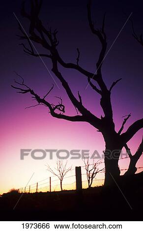 Stock Photograph - Australia, Silhouette Of A Dead Tree With Magenta Sunset.. Fotosearch