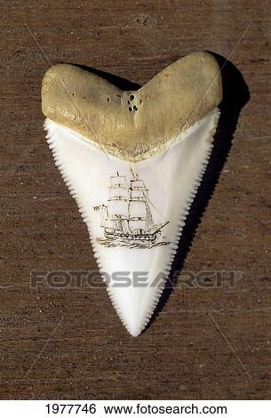Stock Photograph - Australia, South Australia, A Scrimshaw Carving On A Great White Shark Tooth (Carcharodon Carcharias).. Fotosearch