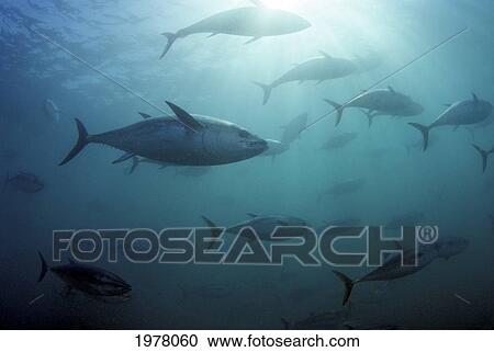 Australia, Southern Bluefin Tuna (Thunnus Maccoyii); Port Lincoln View Large Photo Image Stock Image - Australia, Southern Bluefin Tuna (Thunnus Maccoyii); Port Lincoln. Fotosearch