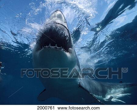 Stock Image - Australia, Spencer Gulf, Great White Shark Bites At Surface, Teeth (Carcharodon Carcharias) C2050. Fotosearch