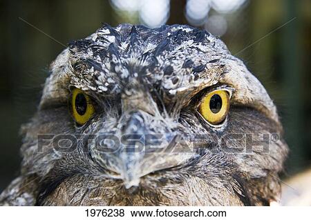 Stock Photo - Australia, Tawny Frogmouth (Podargus Strigoides), Close-Up Of Face.. Fotosearch
