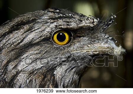 Stock Photo - Australia, Tawny Frogmouth (Podargus Strigoides), Close-Up Of Face.. Fotosearch