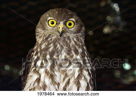 Australia, The Barking Owl (Ninox Connivens) Is Also Known As The Winking Owl And Has A Characteristic, Loud And Remarkably Dog-Like Double Bark. View Large Photo Image Picture - Australia, The Barking Owl (Ninox Connivens) Is Also Known As The Winking Owl And Has A Characteristic, Loud And Remarkably Dog-Like Double Bark.. Fotosearch