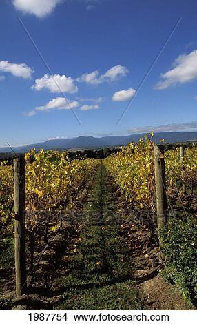 Australia, Victoria, Yarra Chandon Wine Fields, Vineyard Rows, Blue Sky. View Large Photo Image Picture - Australia, Victoria, Yarra Chandon Wine Fields, Vineyard Rows, Blue Sky.. Fotosearch