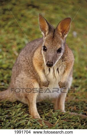 Australia, Wallabee (Genus Halmaturus), Crouched On Grass Looking Into Camera. View Large Photo Image Picture - Australia, Wallabee (Genus Halmaturus), Crouched On Grass Looking Into Camera.. Fotosearch