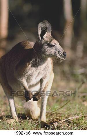 Stock Photograph - Australia, Wallaroo (Macropus Robustus) Standing In Grass.. Fotosearch