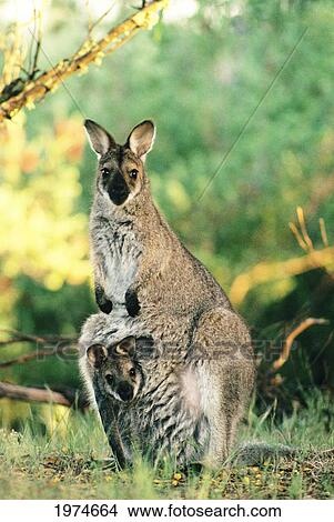 Australia, Warrawong Sanctuary, Wallaby With Joey In Pouch, Full Length. View Large Photo Image Picture - Australia, Warrawong Sanctuary, Wallaby With Joey In Pouch, Full Length.. Fotosearch