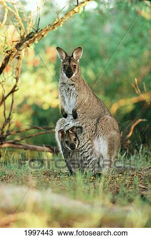 Stock Image - Australia, Warrawong Sanctuary, Wallaby With Joey In Pouch, Full Length A54D. Fotosearch
