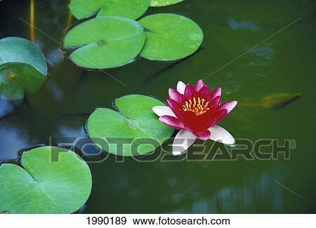Australia, Water Lily View Large Photo Image Stock Photo - Australia, Water Lily. Fotosearch