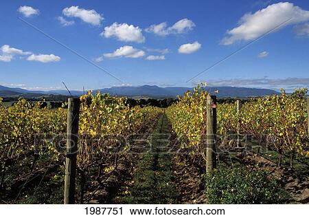 Australia, Yarra Chandon wine fields with vineyard rows; Victoria View Large Photo Image Stock Image - Australia, Yarra Chandon wine fields with vineyard rows; Victoria. Fotosearch