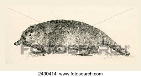 Picture - Australian Duck-billed platypus. Ornithorhynchus anatinus. From The National Encyclopaedia, published c. 1890.. Fotosearch