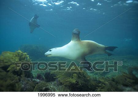 Australian Sea Lions (Neophoca Cinerea) A96C View Large Photo Image Stock Photography - Australian Sea Lions (Neophoca Cinerea) A96C. Fotosearch