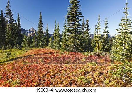 Picture - Autumn Colors And The Tatoosh Mountains In Mt. Rainier National Park; Washington, United States Of America. Fotosearch